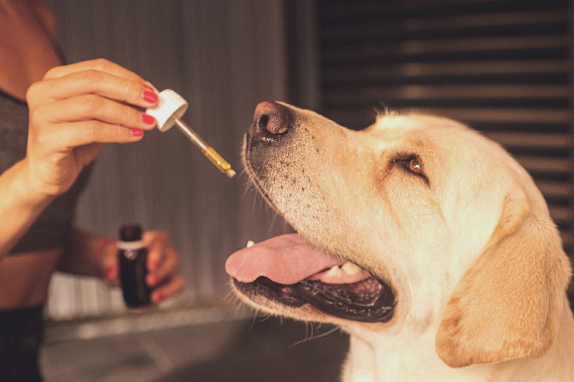All You Need To Know About CBD for Dogs and Other Pets